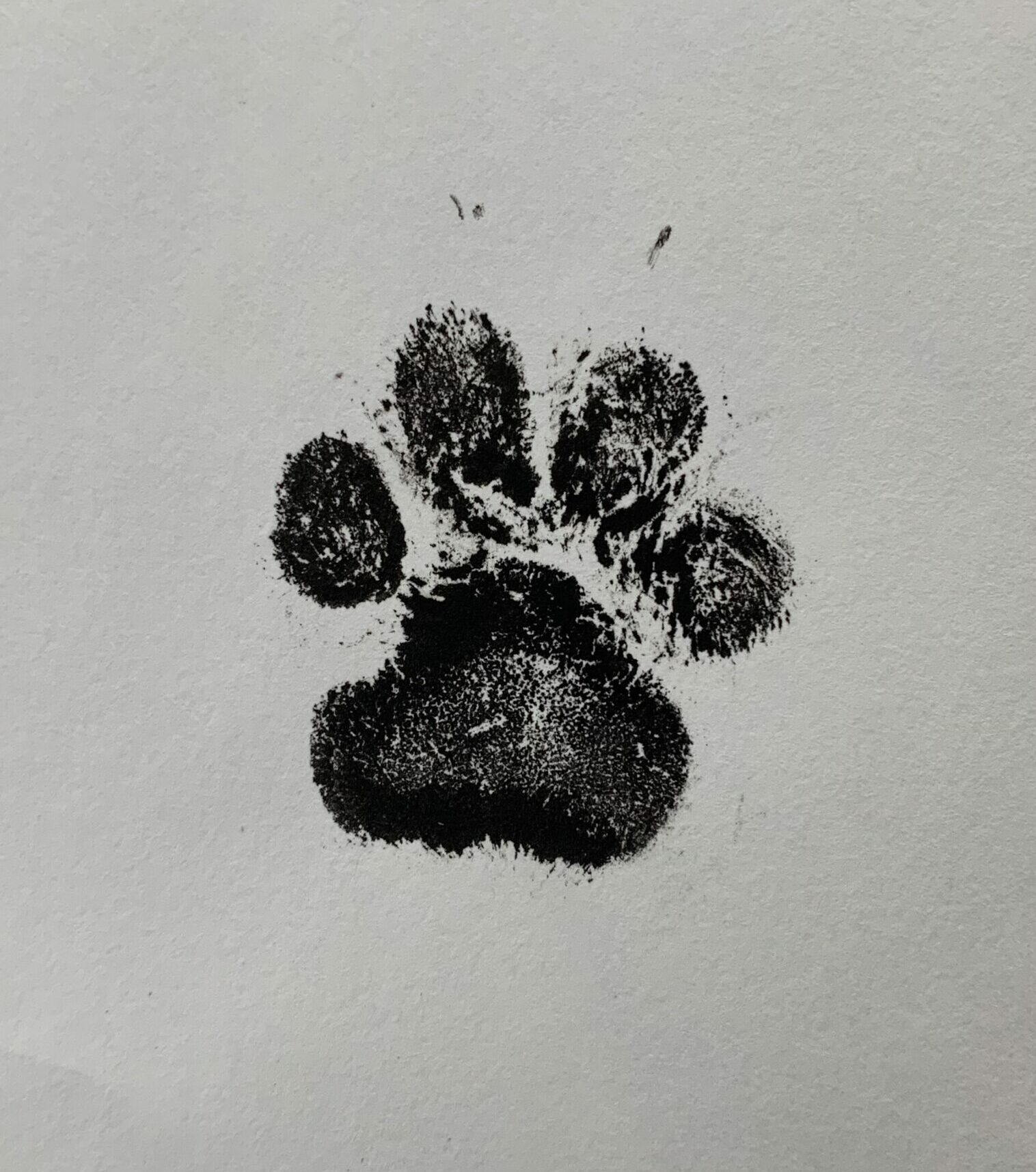 https://angelpaws.ca/wp-content/uploads/2021/02/Ink-Paw-Print-2-scaled-e1614092732846.jpg