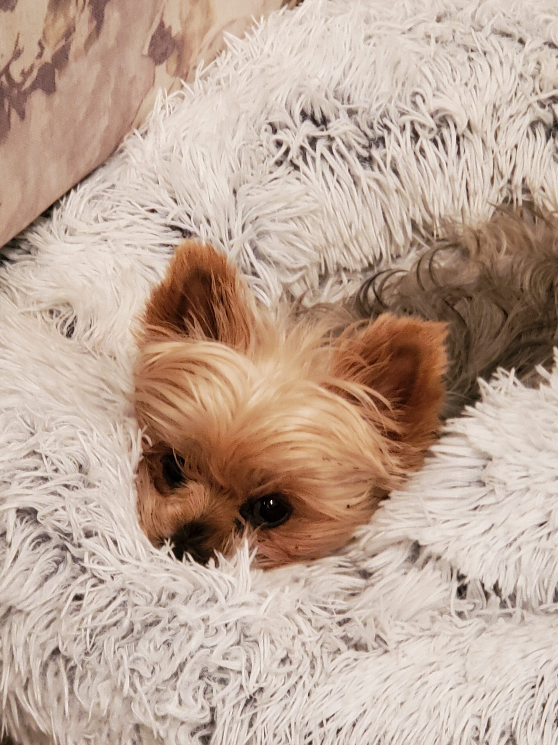 Ava Butler - Angel Paws
