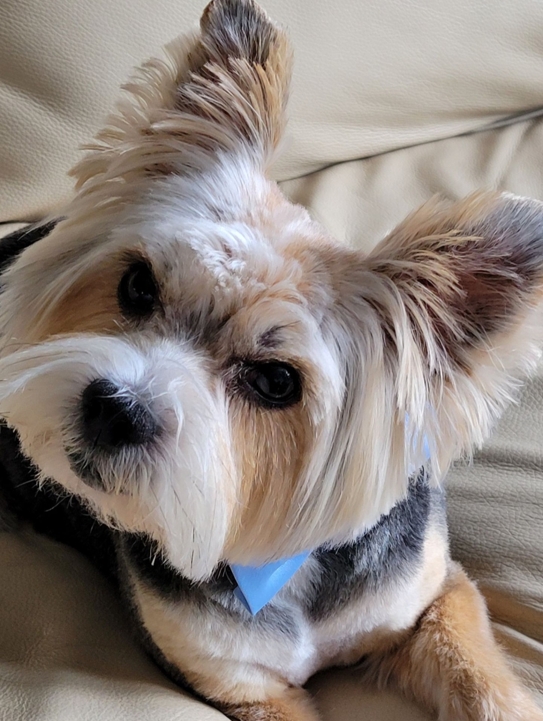 Milo - Angel Paws