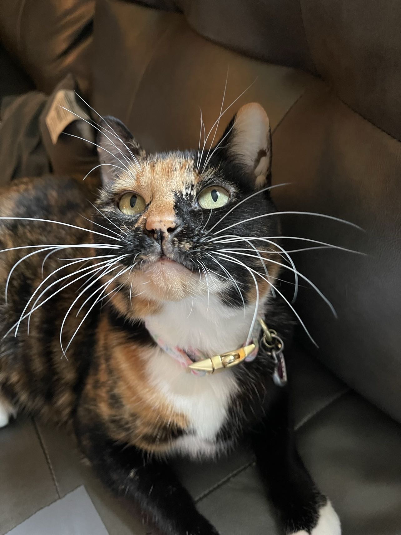 Kate Anne Moran - Angel Paws
