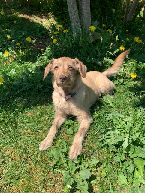 Bella - Angel Paws