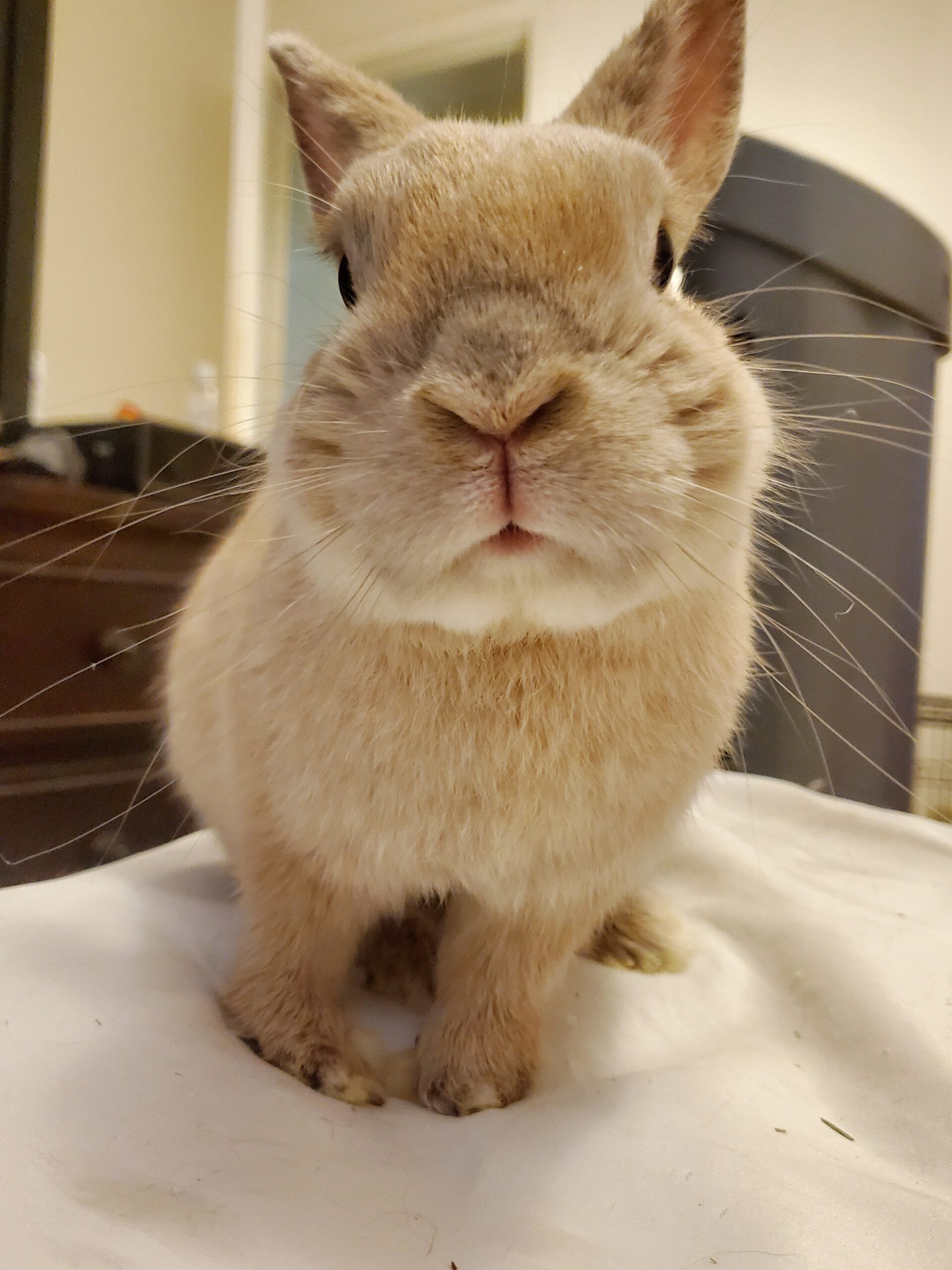 Noodles - Angel Paws