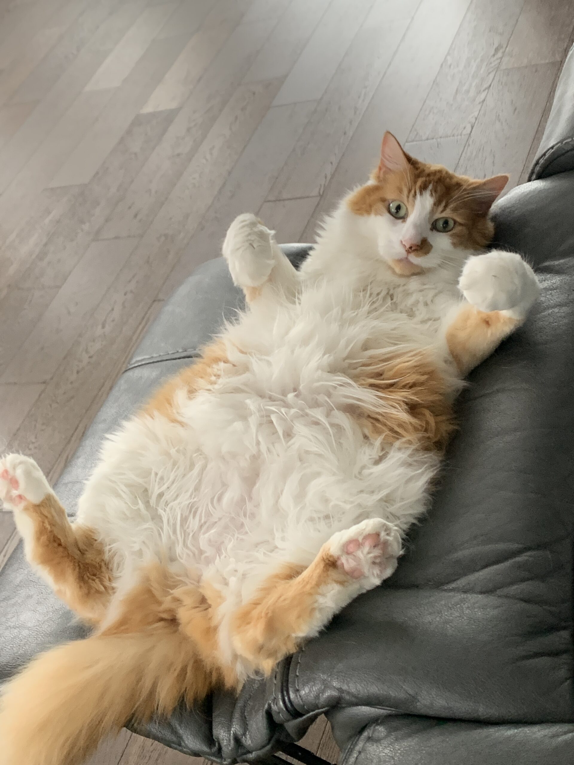 Whiskers - Angel Paws