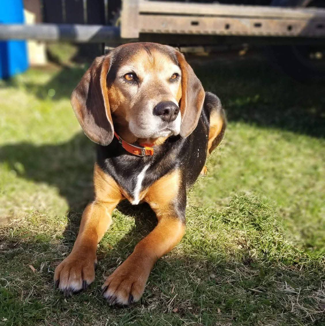 Chase - Angel Paws