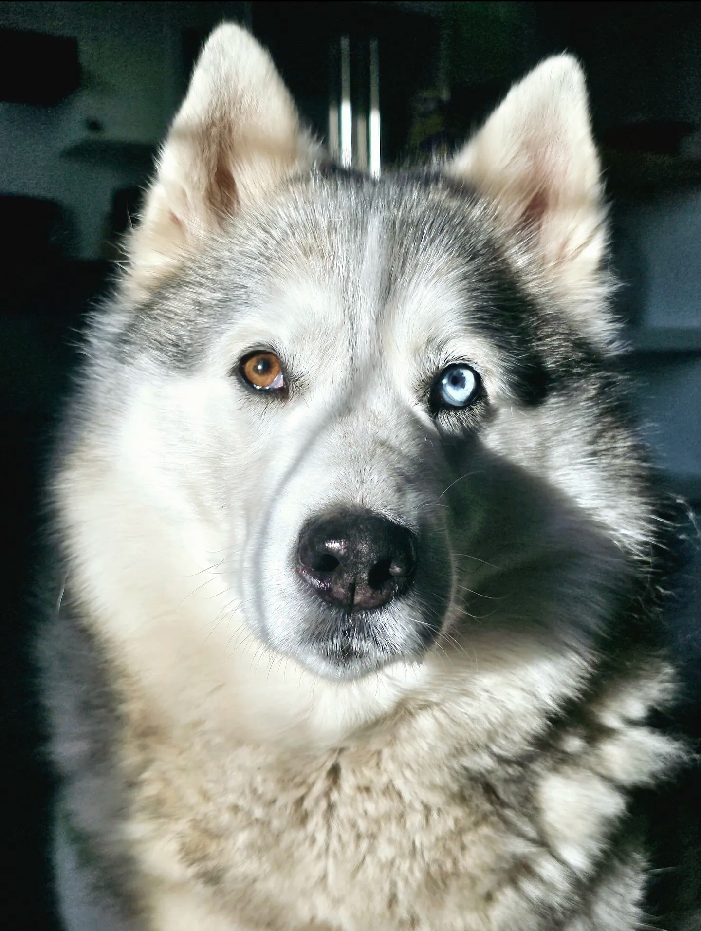 Zoey - Angel Paws