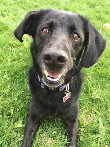 Ruby - Angel Paws