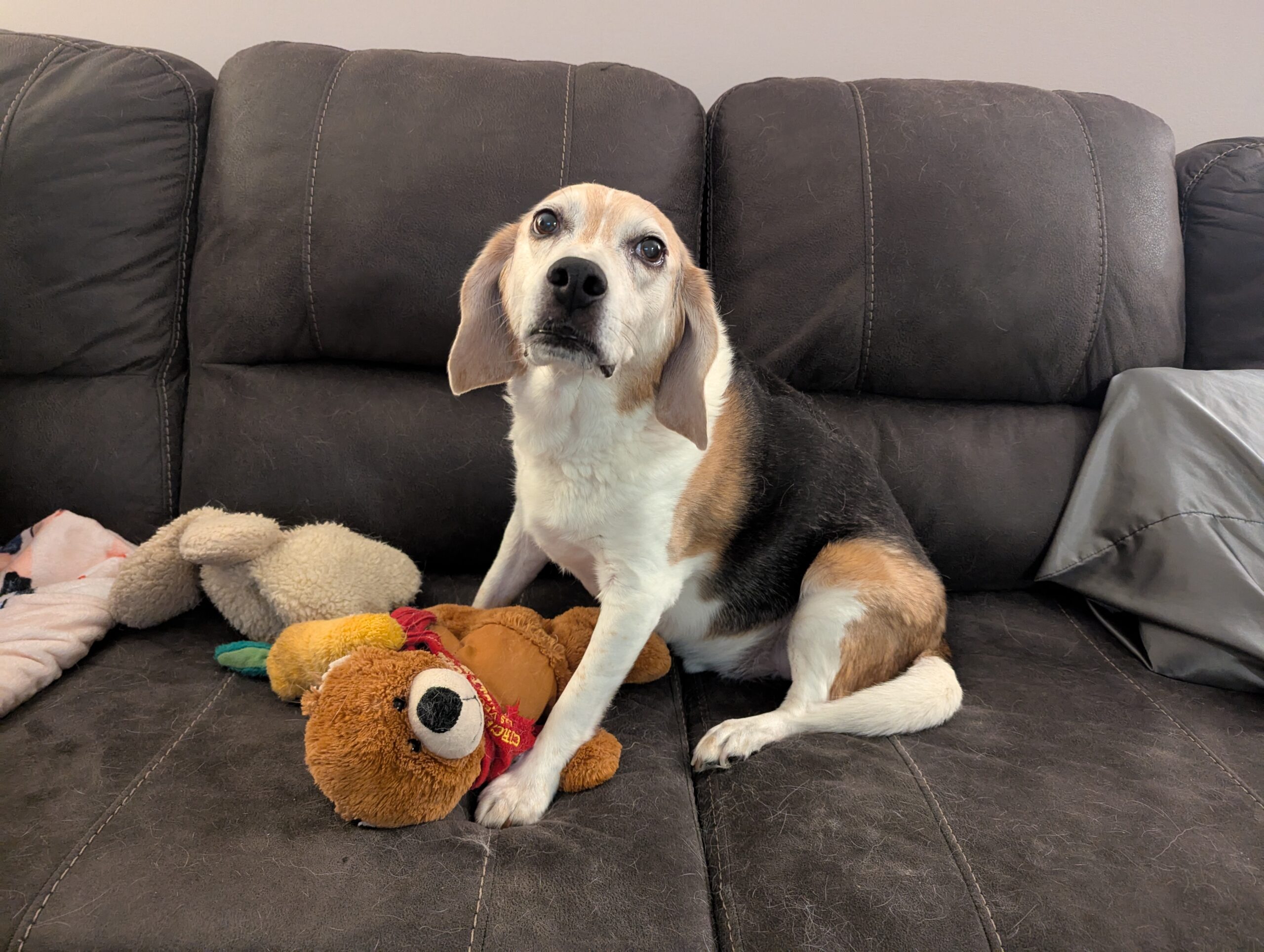 Dixon - Angel Paws