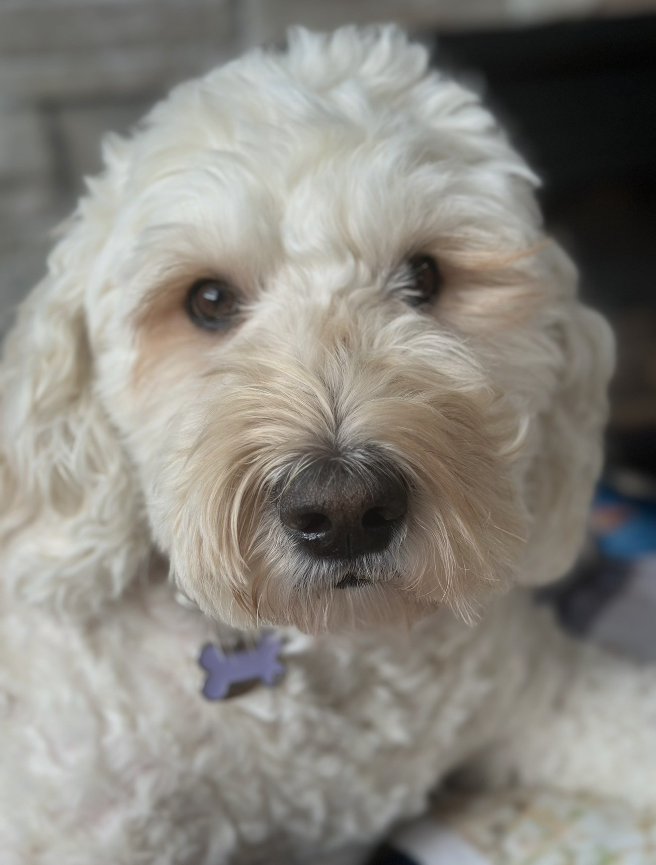 Willow - Angel Paws