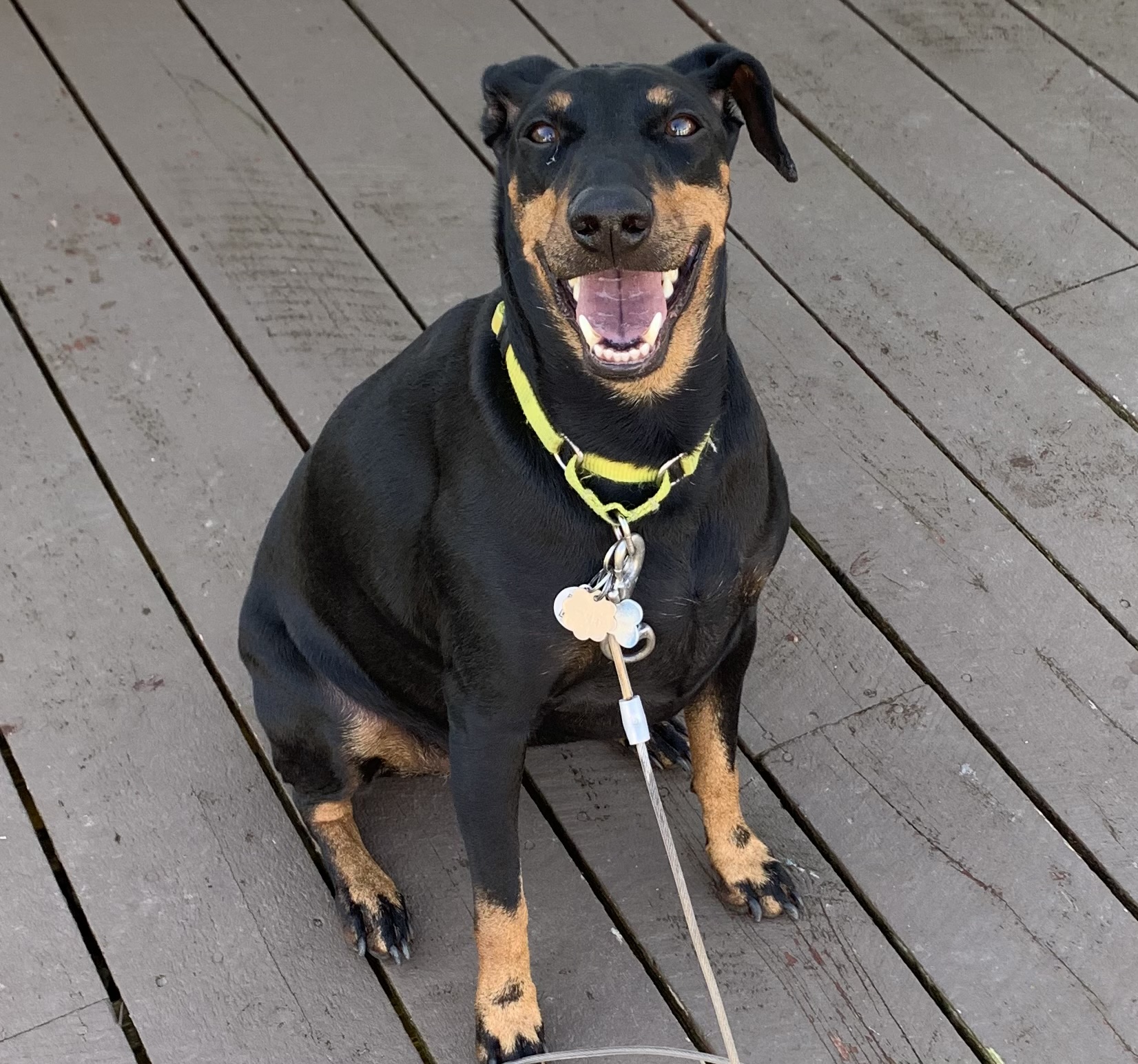 Aria - Angel Paws