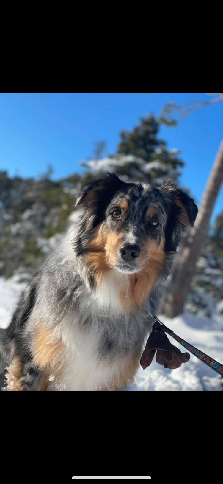 Brady - Angel Paws