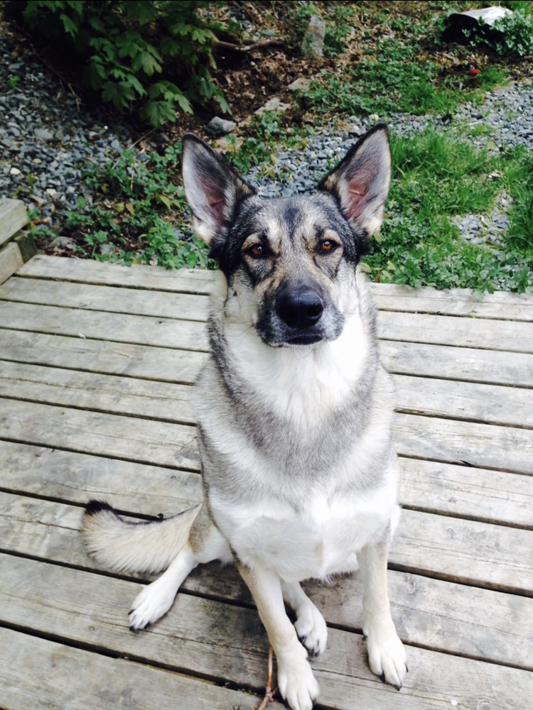 Lilly Follett - Angel Paws